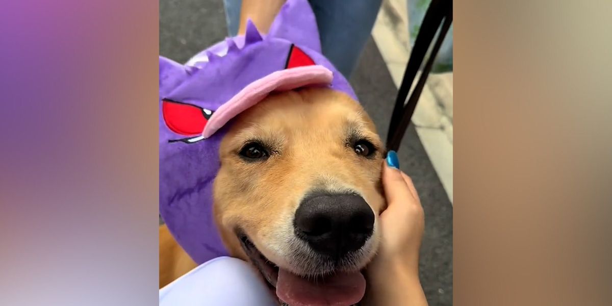 A cafe is now letting customers 'rent out' their dogs for the day | indy100