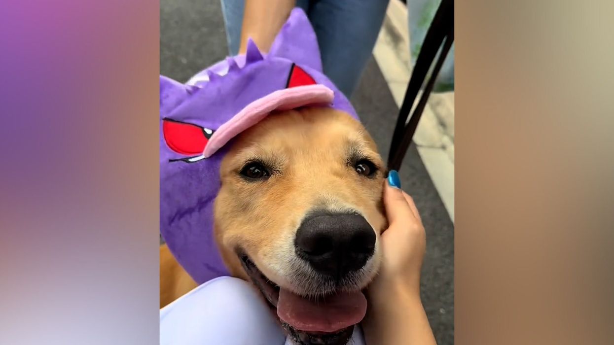 A cafe is now letting customers 'rent out' their dogs for the day