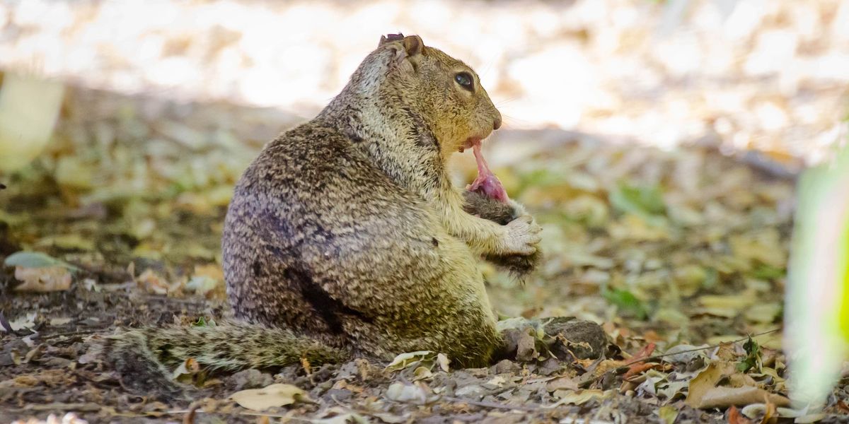 Meat eating Squirrels Are Now A Thing And Scientists Don t Know Why meat-eating-squirrels-are-now-a-thing-and-scientists-don-t-know-why