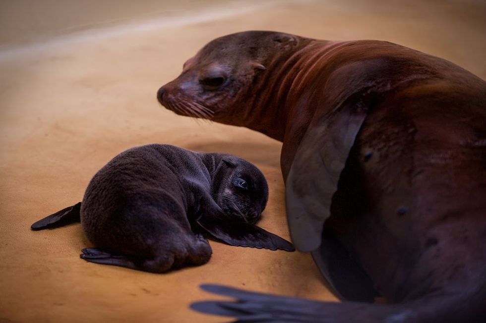 Safari park welcomes Californian sea lion pup