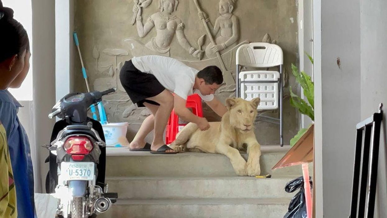 Cambodian authorities confiscate a male lion pet in Phnom Penh