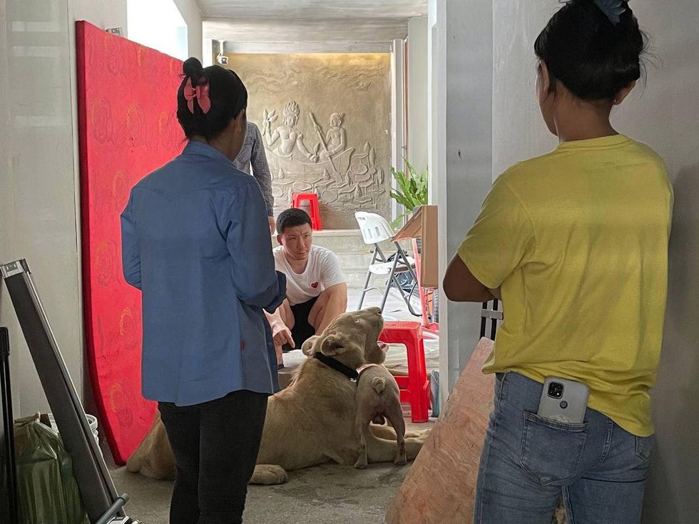 Cambodian authorities confiscate a male lion pet in Phnom Penh