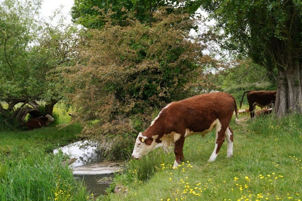 Cambridge cows
