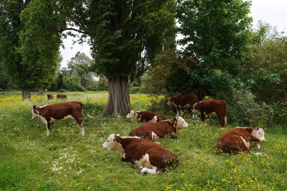 Cambridge cows