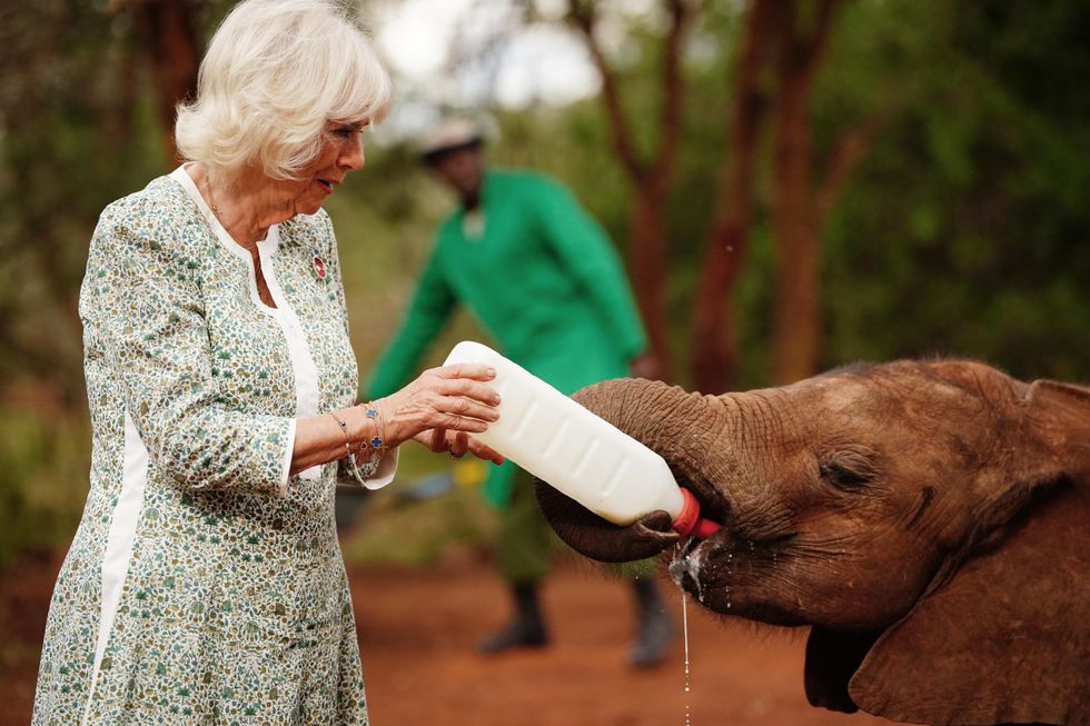 Camilla bottle-feeds orphaned baby elephants at Kenya sanctuary