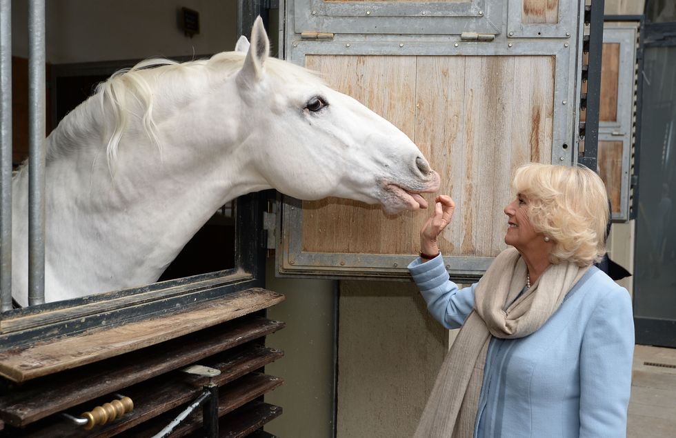 World’s oldest riding school loved by royal family to tour England and Scotland