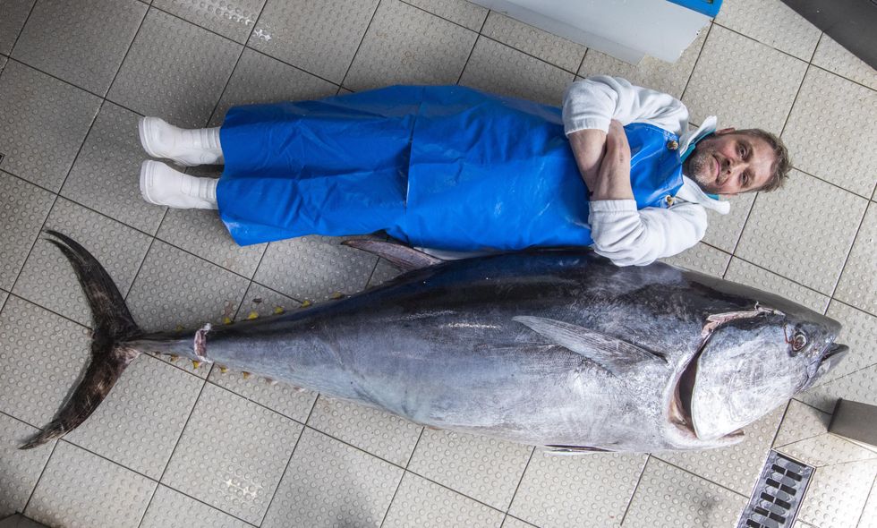 Campbell lies down next to the giant tuna