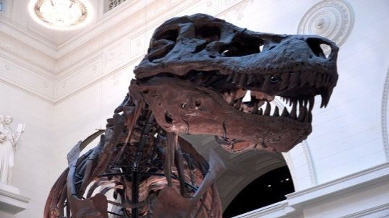 Scientists discover 225-million-year-old bone that changes everything we know about dinosaurs