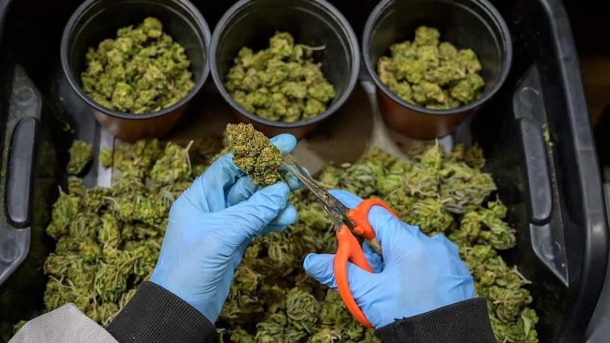 Calls for Cannabis to be a Class A drug made at Tory conference