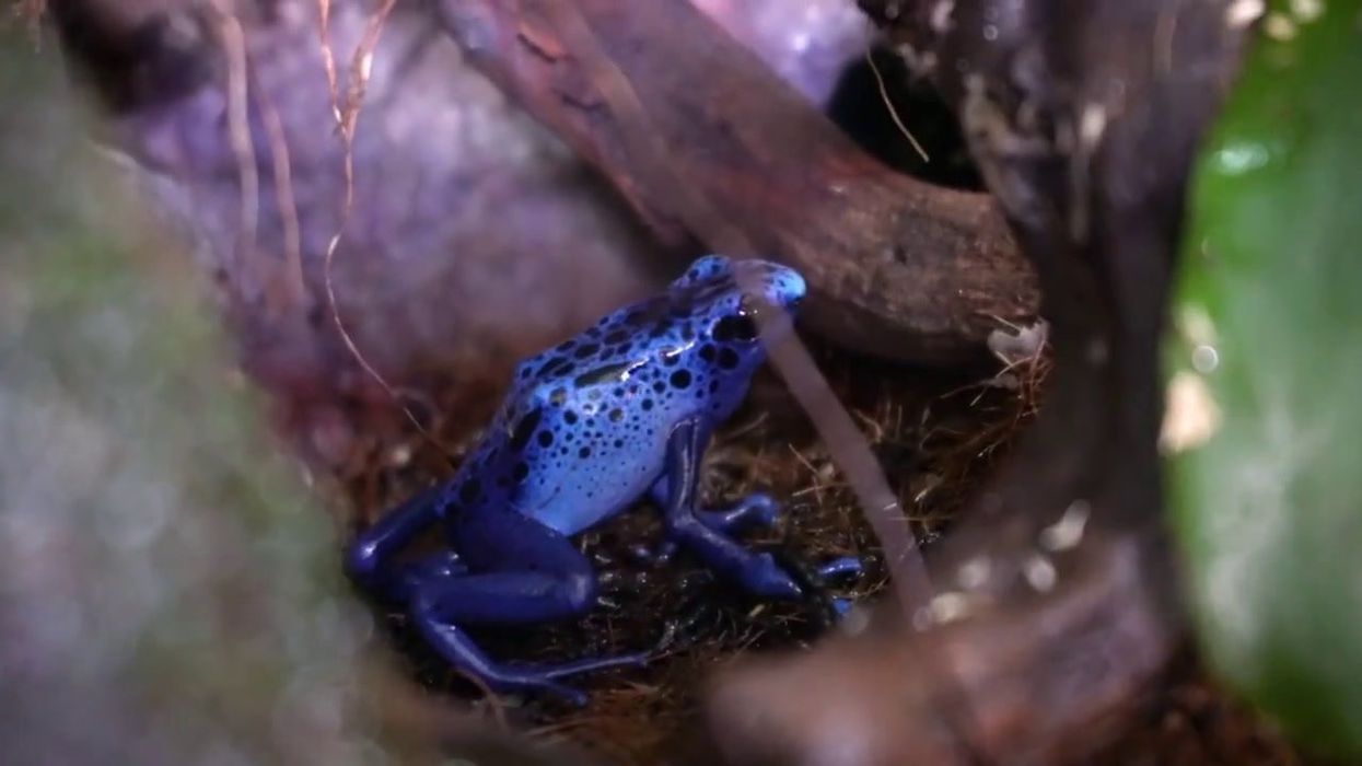 Man attempts to create 'frog army' from 2.8 million tadpoles