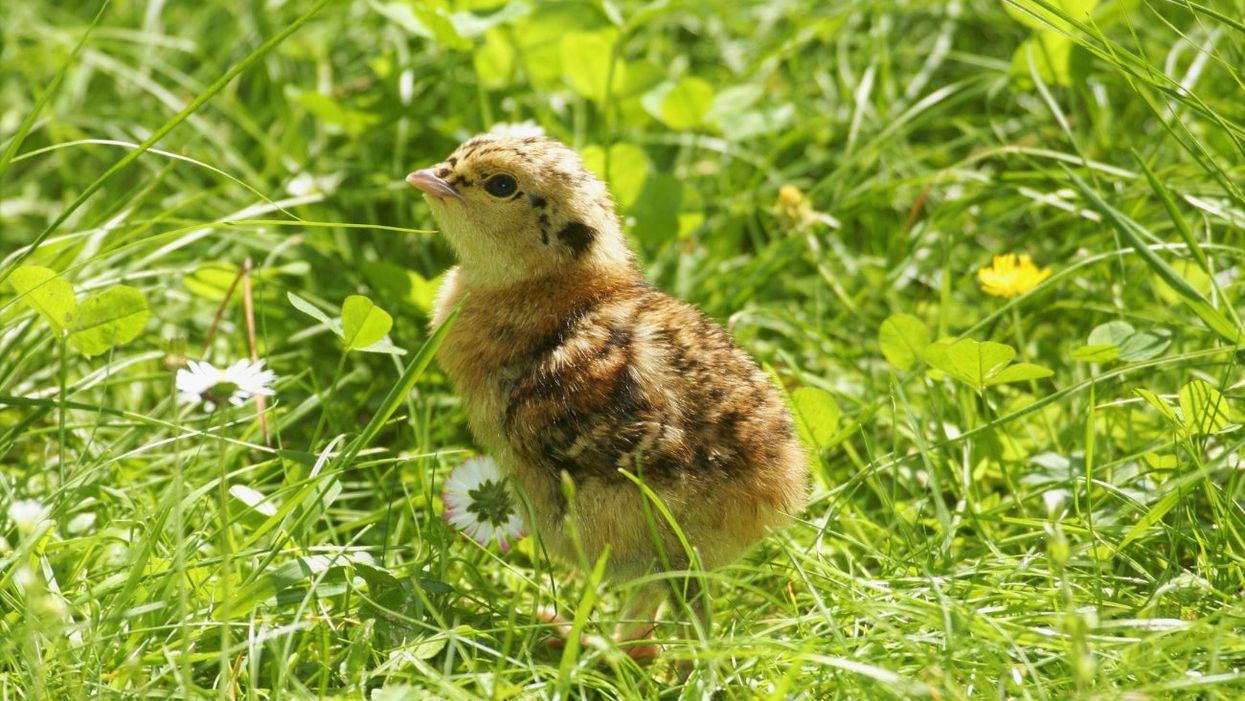 Capercaillie chick