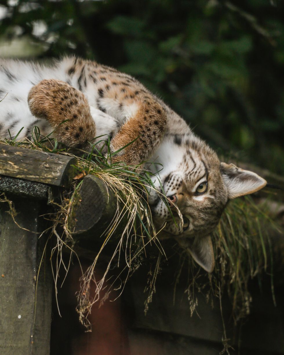 Trio of rescued lynx settling ‘incredibly well’ into new home, keepers say
