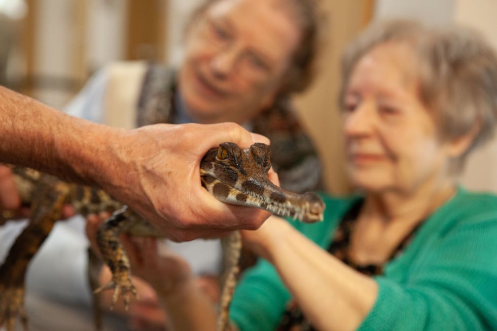Reptile-loving care home resident, 85, snaps up chance to hold crocodile