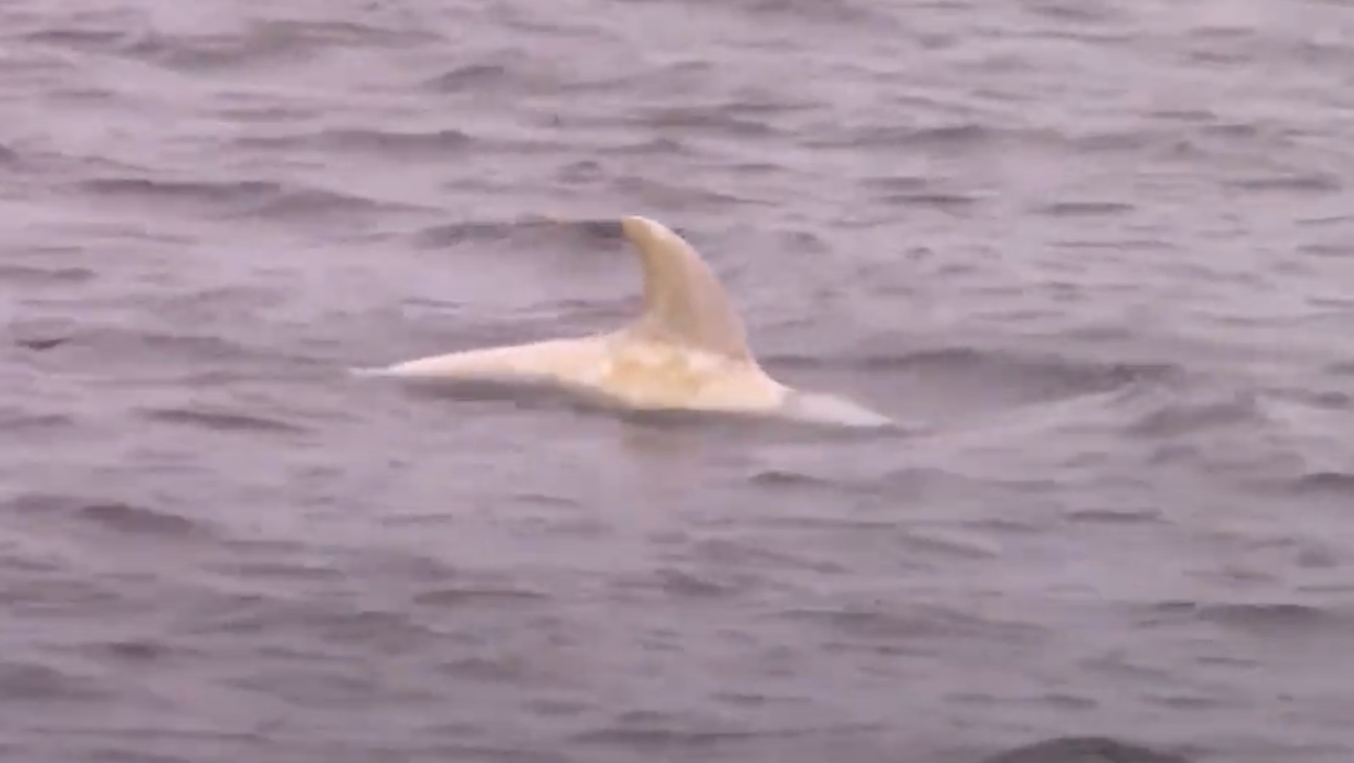 <p>Casper is believed to be an albino and experts are worried about him because his colourings make him vulnerable to predators</p>