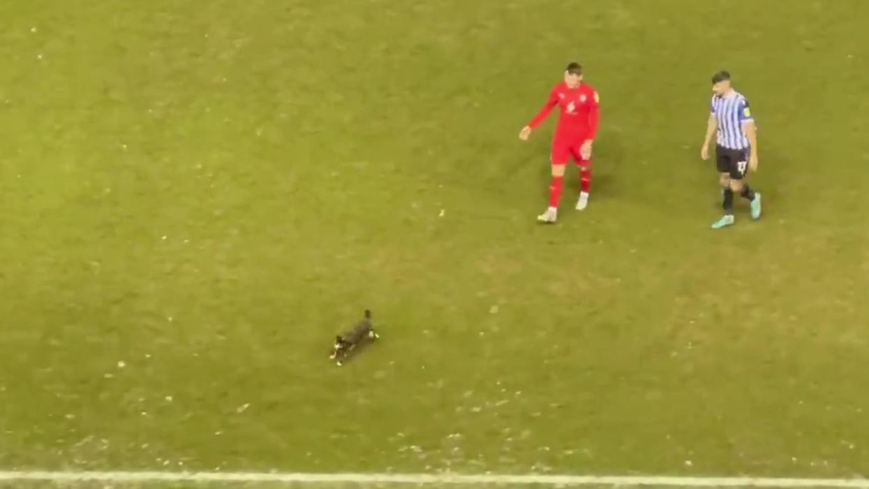 Cat disrupts Sheffield Wednesday game with impromptu pitch invasion