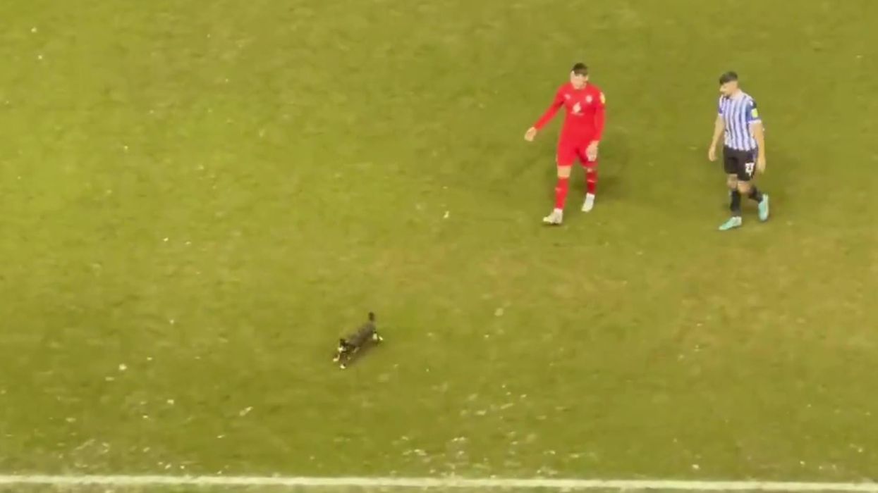 Cat disrupts Sheffield Wednesday game with impromptu pitch invasion