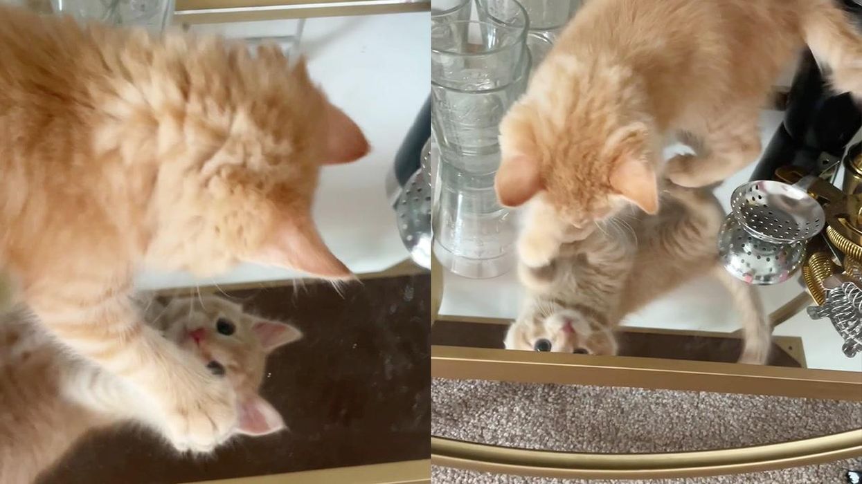 Cat has adorable reaction to seeing his reflection in the mirror
