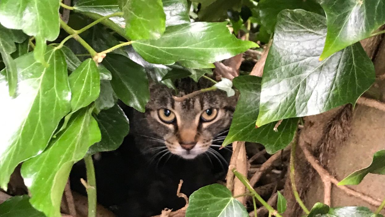 Cat in a tree