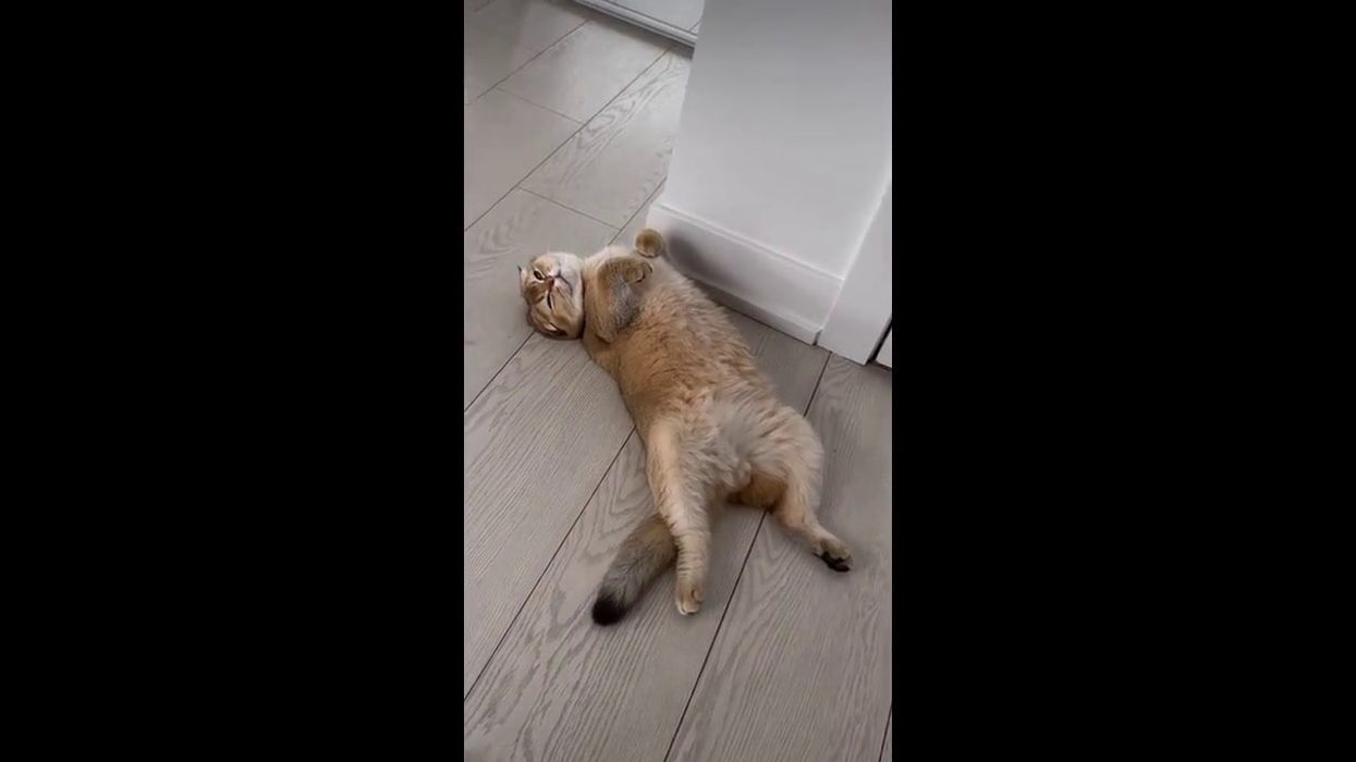 The 'P is for Papas' TikTok trend explained