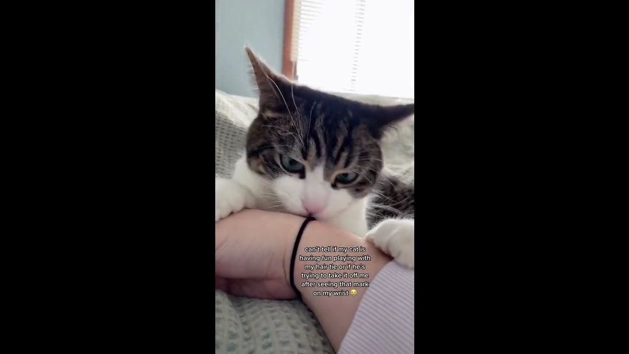 Is Serpens Catus, the 'Amazon Snake Cat' real?