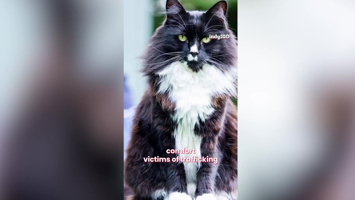 ‘Cat of the year’ crowned as rescue pet who comforts trafficking victims