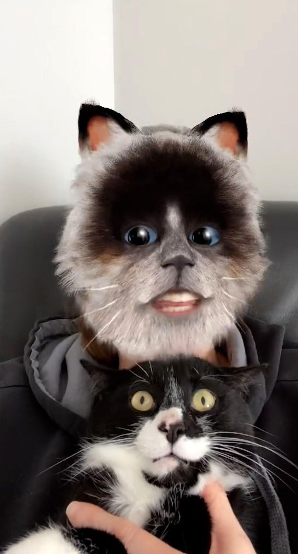 Cat's hilarious reaction to owner using feline face filter is going viral