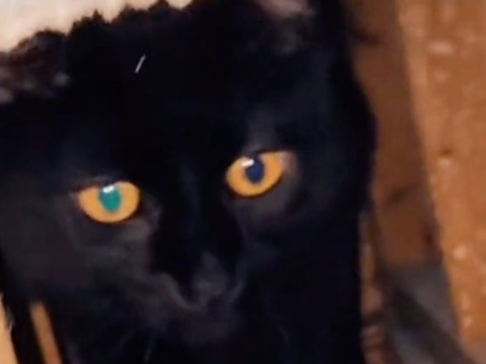 <p>Cat stuck in the wall</p>