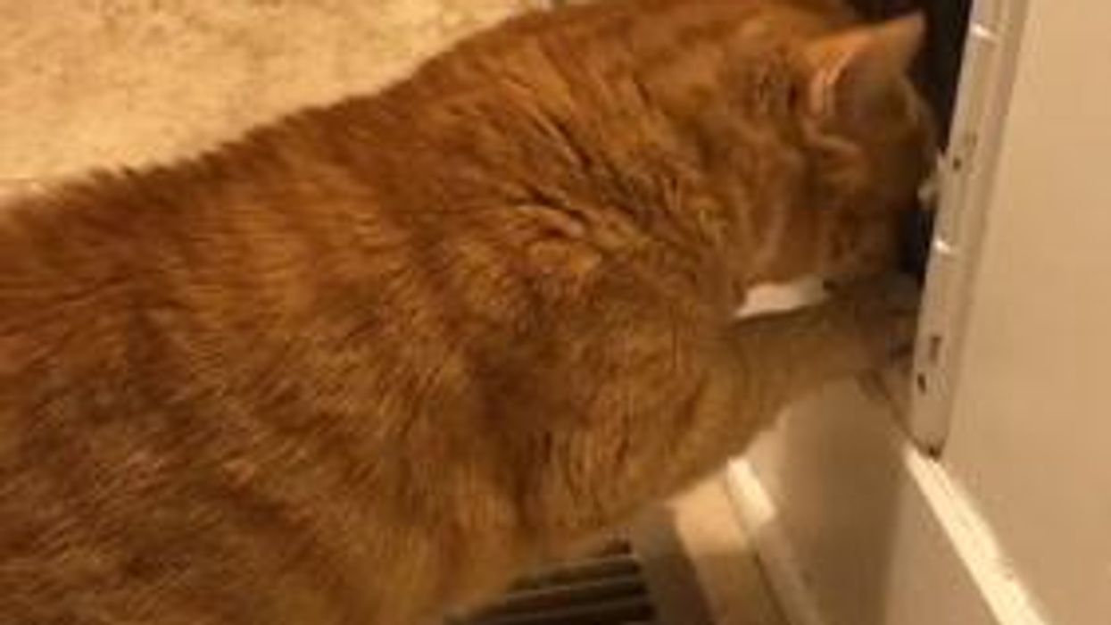 Man admits to swapping wife’s cat years ago and she still hasn’t realised