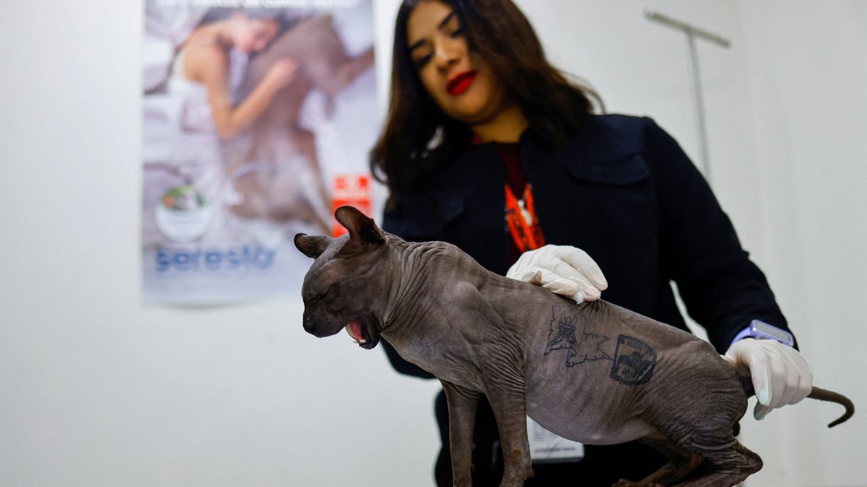Cat with gang tattoos rescued from Mexican prison