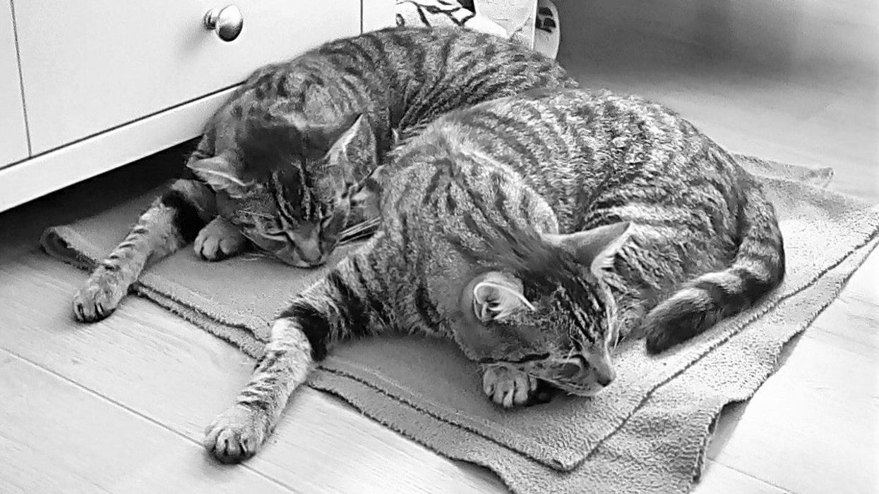 Cats Chas and Dave have been reunited 16 months after Dave went missing from his home in Watlington, Norfolk. (Cats Protection/ PA)