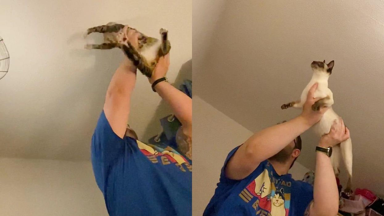 Family find 'skeleton' with a note attached to it behind their bathroom mirror