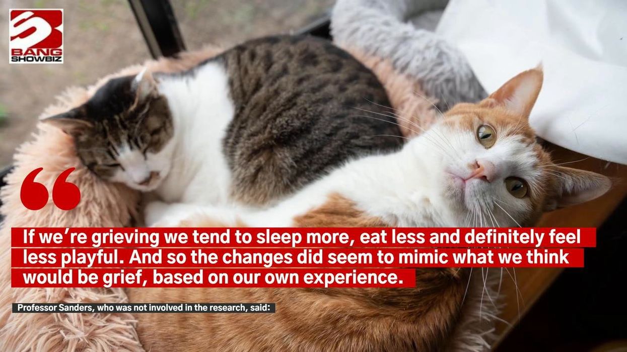 New study reveals cats actually grieve - even for dogs