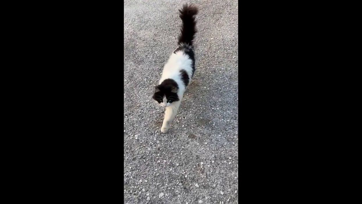 Cat owners 'mad' at neighbour after she gives away their pet to animal control