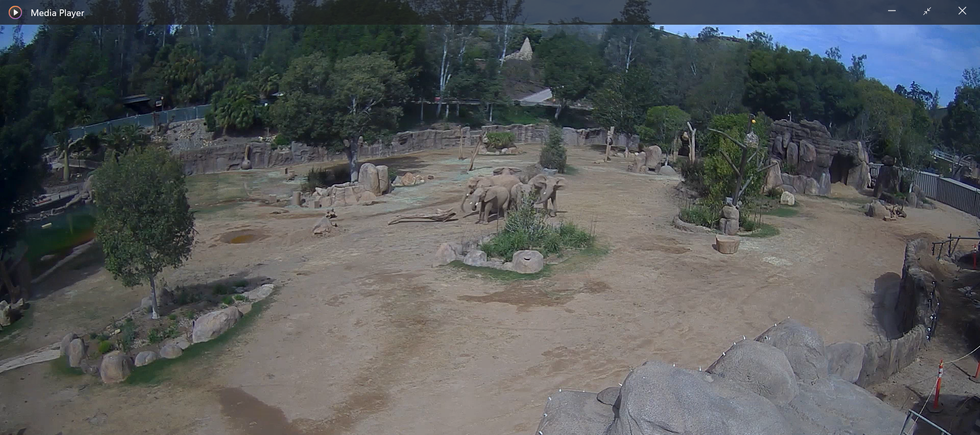 CCTV footage of elephants in a zoo forming a circle