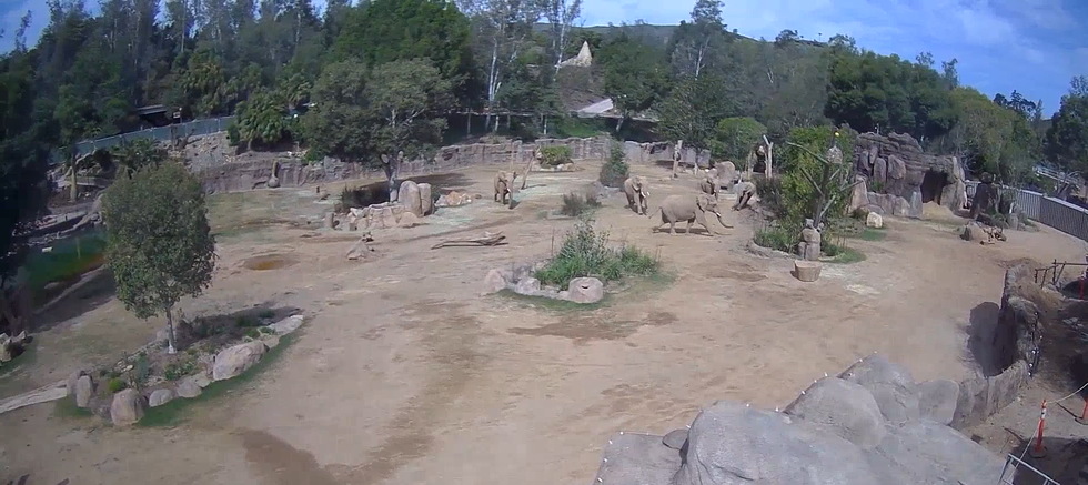 CCTV footage of elephants in a zoo