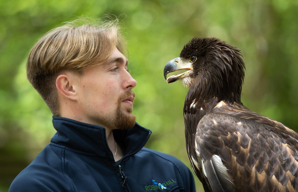 Charlie Rolle with 10-month-old white-tailed sea eagle Chief