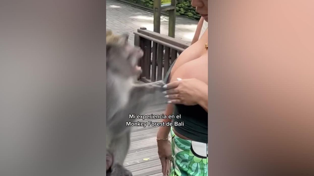 Cheeky monkey gets a bit too handsy with former Miss Peru