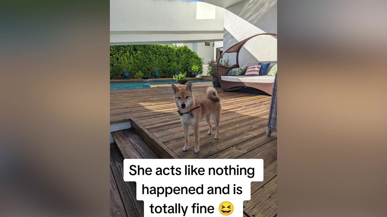 Cheeky Shiba Inu escapes crate while on flight