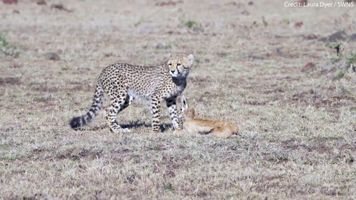 Cheetah cubs catch and play with gazelle before baboon arrives to steal it