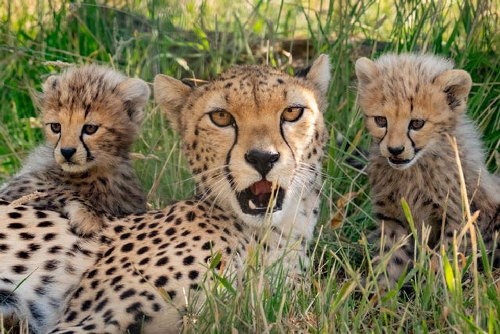 Cheetahs at Whipsnade Zoo