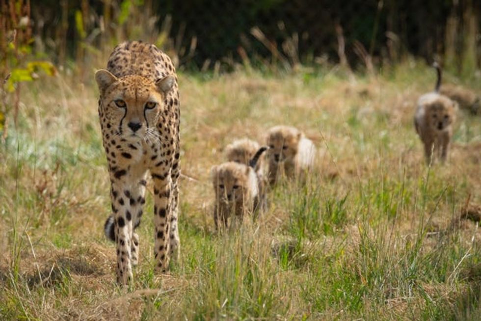 Cheetahs at Whipsnade Zoo