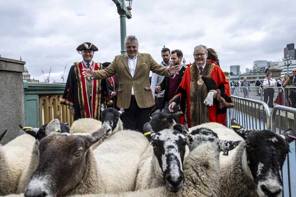 Celebrity chef Richard Corrigan herds sheep over bridge in London