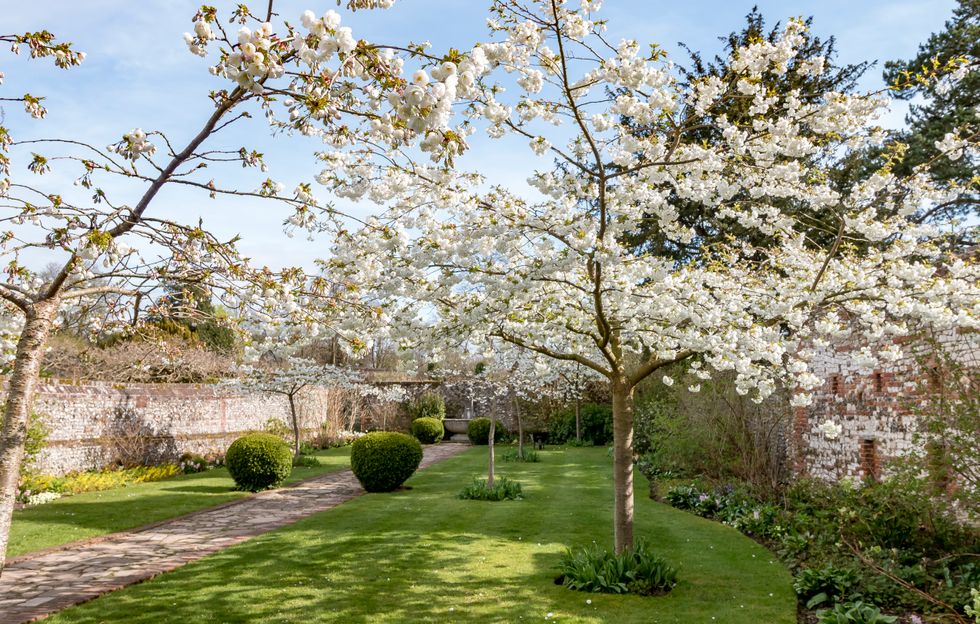 Cherry Blossom at Grey's Court