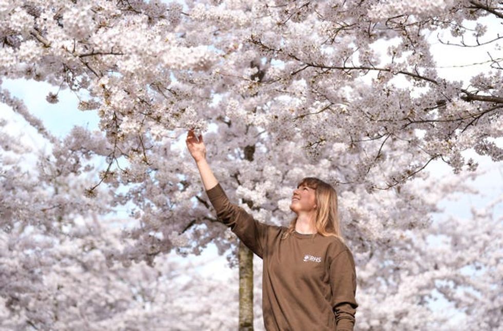 Cherry blossom trees at RHS Garden Wisley