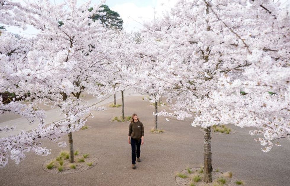 Cherry blossom trees at RHS Garden Wisley