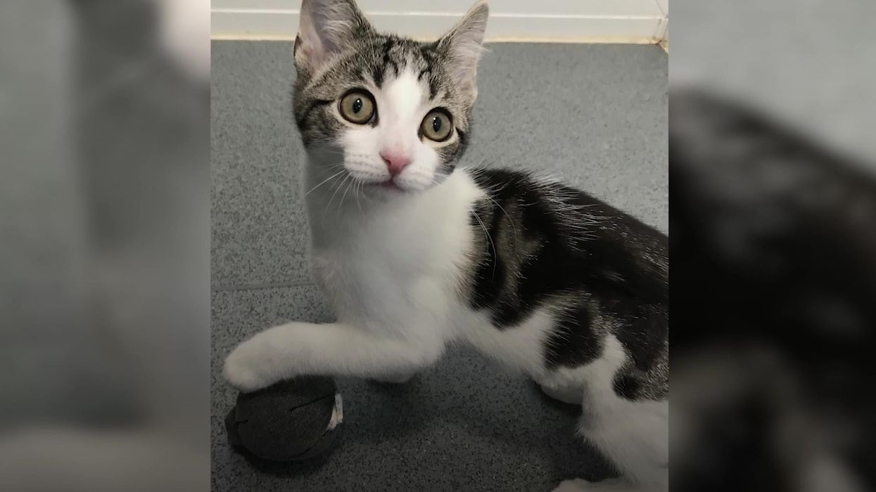 Cat charity seeking home for 'non-binary' kitten