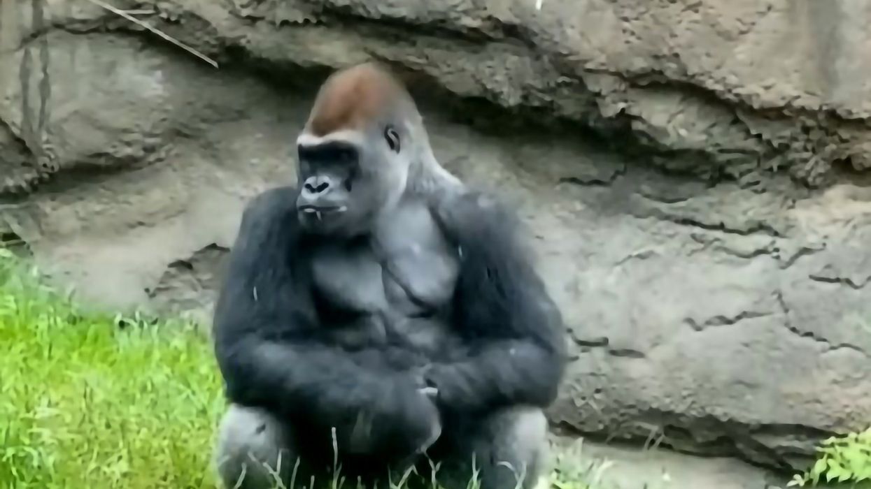 A silverback gorilla fighting 100 humans - who would win? Trend explained