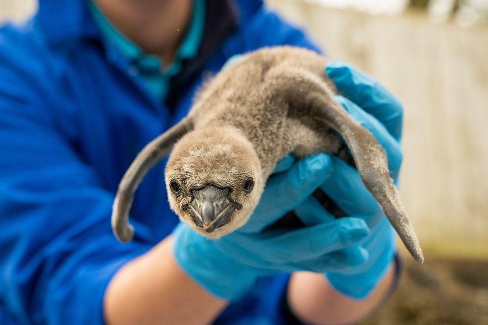 Chester Zoo welcomes 11 baby penguins – the most in more than a decade