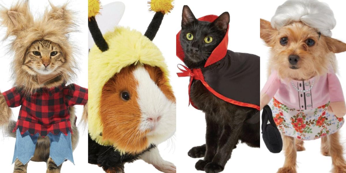 Chewy Halloween Is Here Spooky Pet Costumes And Toys To Delight Your chewy-halloween-is-here-spooky-pet-costumes-and-toys-to-delight-your