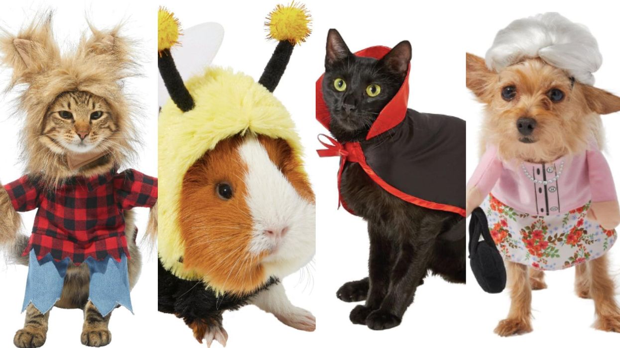 Chewy Halloween is here! Spooky pet costumes, treats, and toys to delight your furry family